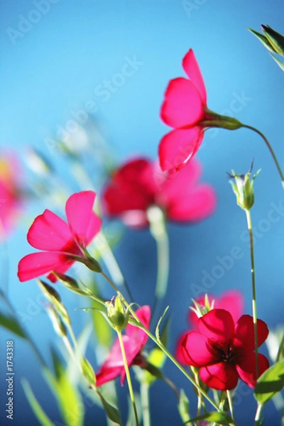 Fototapeta red flowers