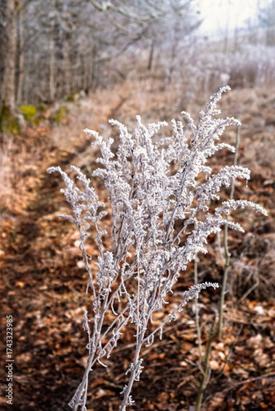 Fototapeta Frosty plants by a path in a meadow