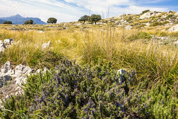 Fototapeta Meadow in the mountains with flowers and dry grass