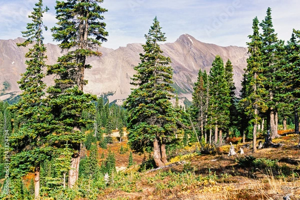 Fototapeta Old spruce trees in a mountainous landscape at autumn