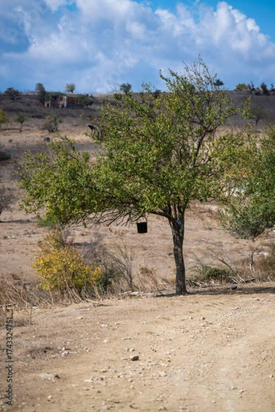 Fototapeta Two leafy trees stand resilient beside a dusty road, one cradling a black bucket, against a backdrop of dry hills and scattered village homes.