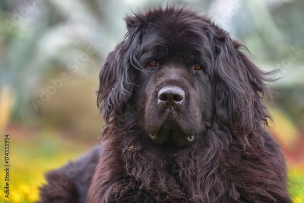 Obraz newfoundland dog