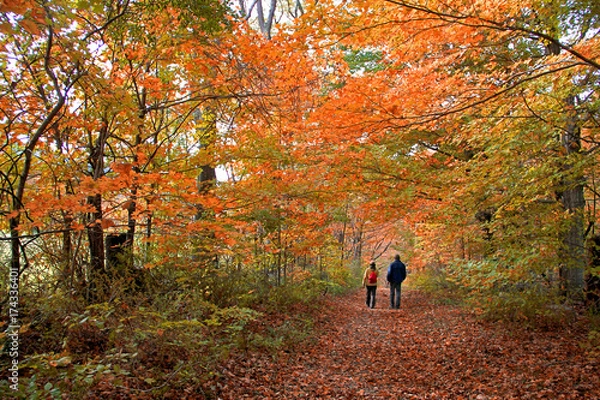 Fototapeta Strolling through the autumn forest in The Berkshires of western Massachusetts