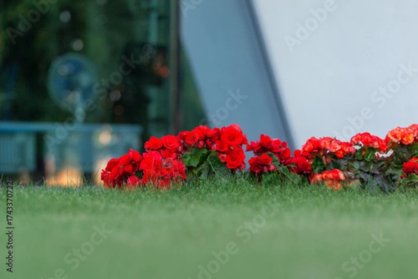 Obraz Vibrant double red begonia blooming on lush green grass, creating a colorful contrast against a blurred background. Flowers in an urban environment. Landscape design.