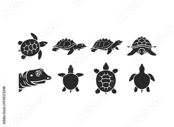 Obraz Set of Black Turtle Silhouettes on White Background.