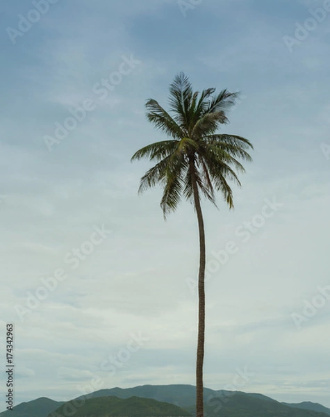 Fototapeta Palm trees on the shore of sea