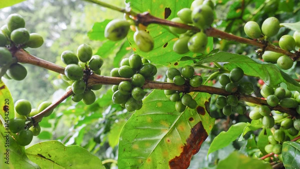 Obraz Green coffee cherries — the beginning of every perfect brew. The green bean. green coffee beans on branches