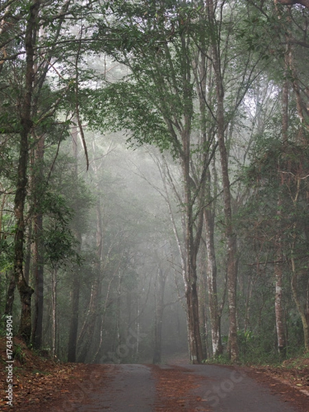 Fototapeta Forest with fog on mountain, Thailand.