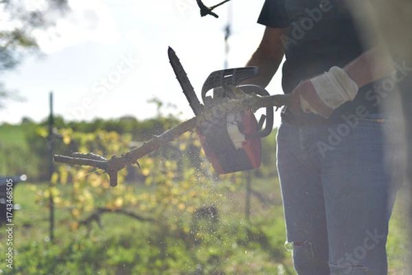 Obraz Homme coupant du bois à la tronçonneuse dans le jardin, travail manuel en automne / Man cutting firewood with a chainsaw outdoors in autumn