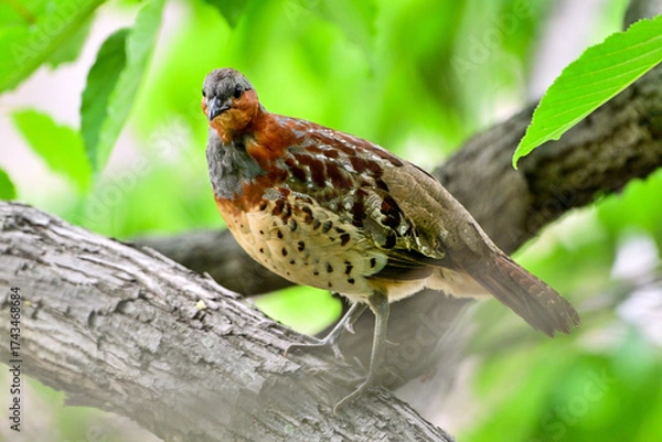 Obraz 樹木上を歩くコジュケイ