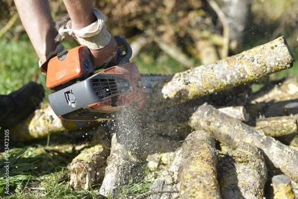 Obraz Gros plan sur une tronçonneuse en action coupant une bûche couverte de mousse / Close-up of chainsaw cutting a mossy log in autumn
