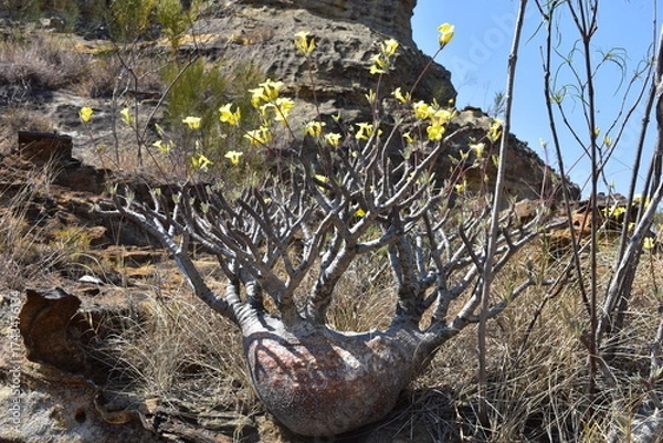 Fototapeta madagascar - plants