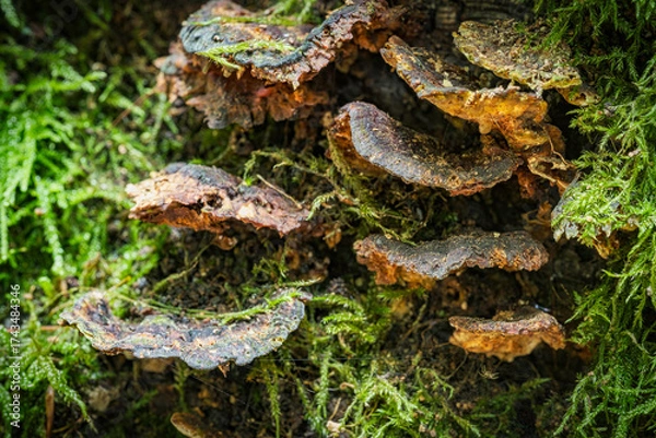Fototapeta Close-up of forest mushrooms in autumn in the Taunus