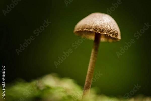 Fototapeta Close-up of forest mushrooms in autumn in the Taunus