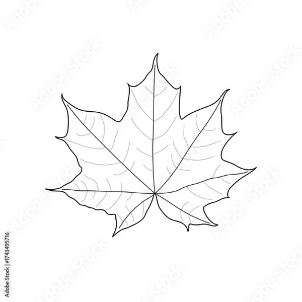Fototapeta Black line maple leaf. Isolated black outline leaf of maple on white background.