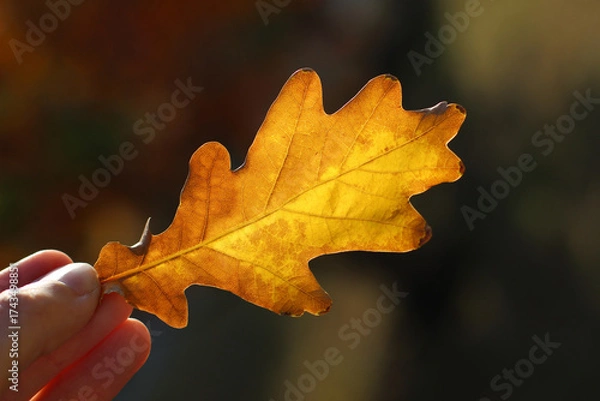 Fototapeta Woman's fingers hold a bright yellow and brown oak leaf on a natural blurred background