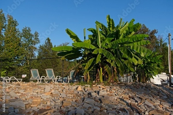 Fototapeta Pool side banana tree at a resort