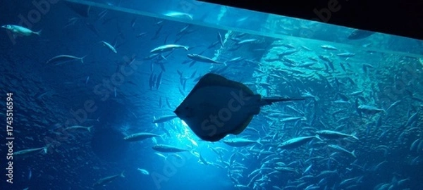 Obraz underwater world map