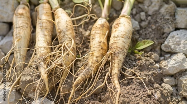 Fototapeta Ginseng: Traditional Herbal Supplement for Energy & Immunity – Korean, American Varieties. Used in Teas, Extracts, Capsules. Natural, Premium Options for Daily Wellness.