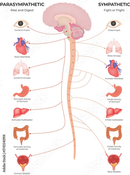 Fototapeta Autonomic Nervous System, Parasympathetic vs Sympathetic diagram vector Illustration