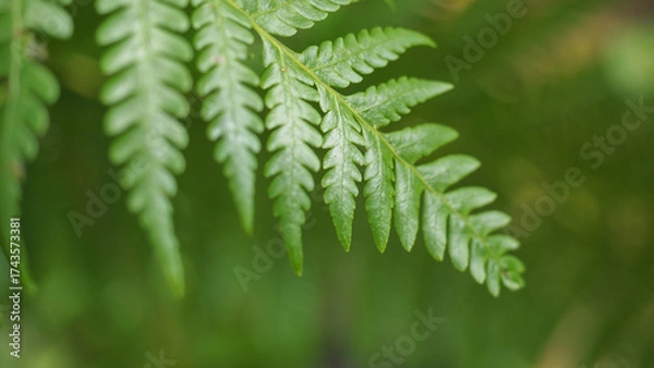 Obraz Lush green fern fronds display intricate natural patterns.