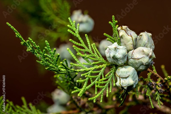 Fototapeta  Detailed View of Cypress Tree Cones and Branch