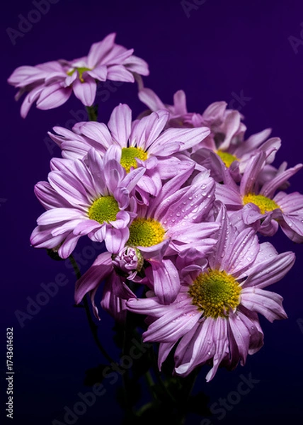 Fototapeta Bouquet of Lavender Chrysanthemums Against a Deep Violet Background