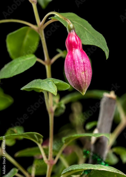 Fototapeta Fuchsia Blossoms with a Dark and Moody Backdrop