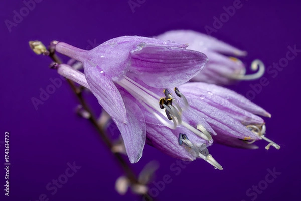 Fototapeta Purple Passion Hosta Bloom Against a Monochromatic Background