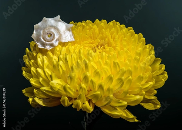 Fototapeta Radiant Yellow Chrysanthemum with a Snail Shell