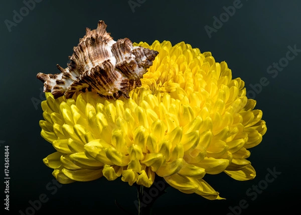 Fototapeta Radiant Yellow Chrysanthemum with a Snail Shell