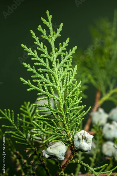 Fototapeta Cypress Cones Against a Soft Green Background