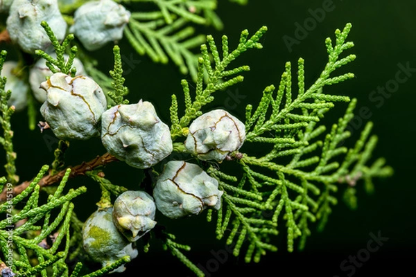 Fototapeta Cypress Cones Against a Soft Green Background