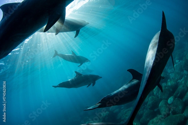 Fototapeta Sunlight and a view of a group of dolphins