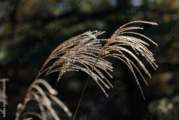 Fototapeta ススキのある秋の風景