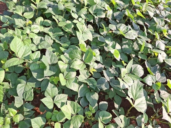 Fototapeta soybean plants for experiments