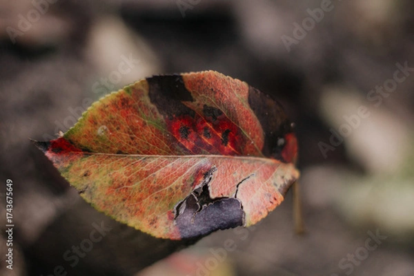 Obraz red leaf in the autumn