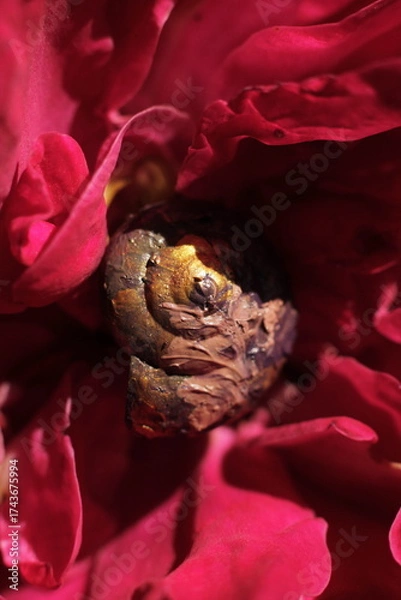 Obraz multi-colored shell in rose petals