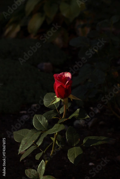 Obraz red rose in the garden