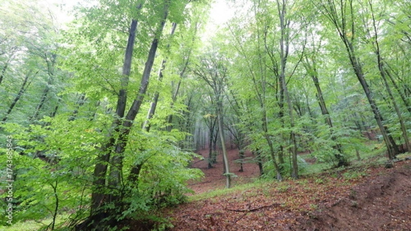 Obraz path in the forest