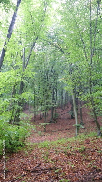 Obraz path in the forest