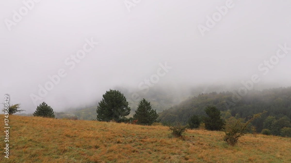 Obraz morning in the forest