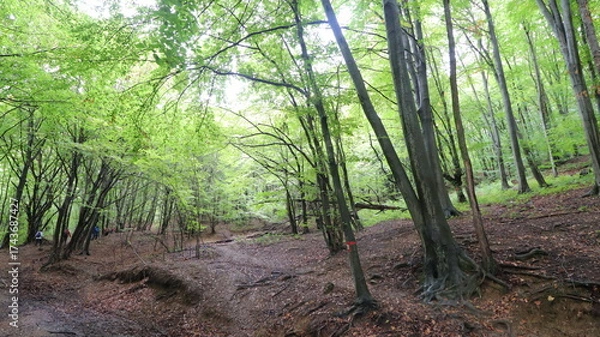 Obraz bamboo forest in thailand