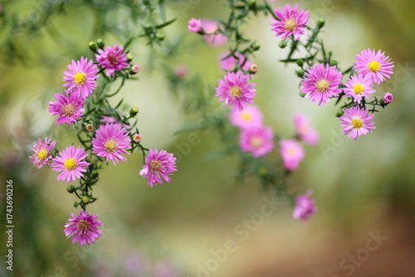 Obraz ピンクのアスター