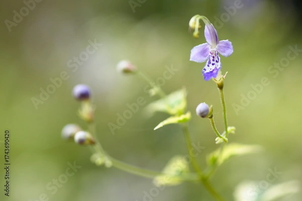 Obraz 斑入り葉のカリガネソウ