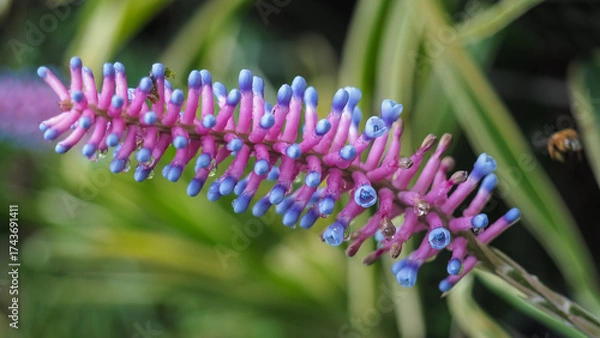 Obraz Aechmea gamosepala, also known as the Matchstick Bromeliad. 