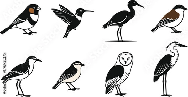 Fototapeta Stylized bird illustration set featuring diverse species in graphic art style with varied postures, colors, and simplified identification details