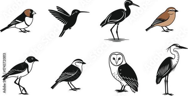 Fototapeta Stylized bird species illustration set featuring minimalistic vector graphics with varied poses, colors, and simplified shapes for identification and design