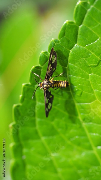 Obraz Delicate Tiger Moth rests on a vibrant green leaf.