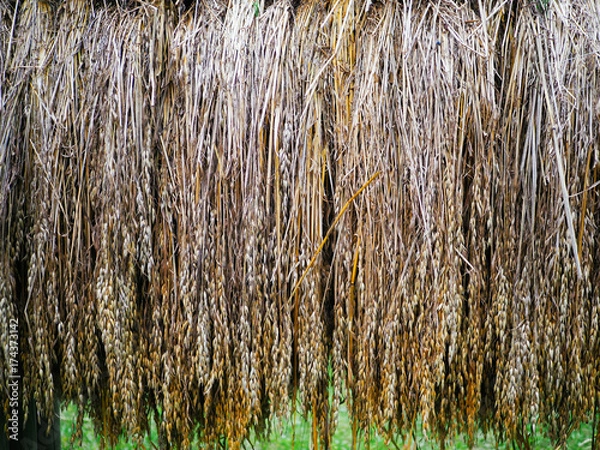 Fototapeta 天日干し